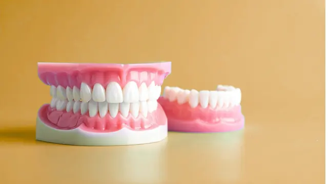 Dentures model